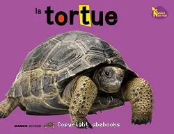 La tortue