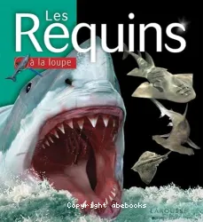 Les requins à la loupe